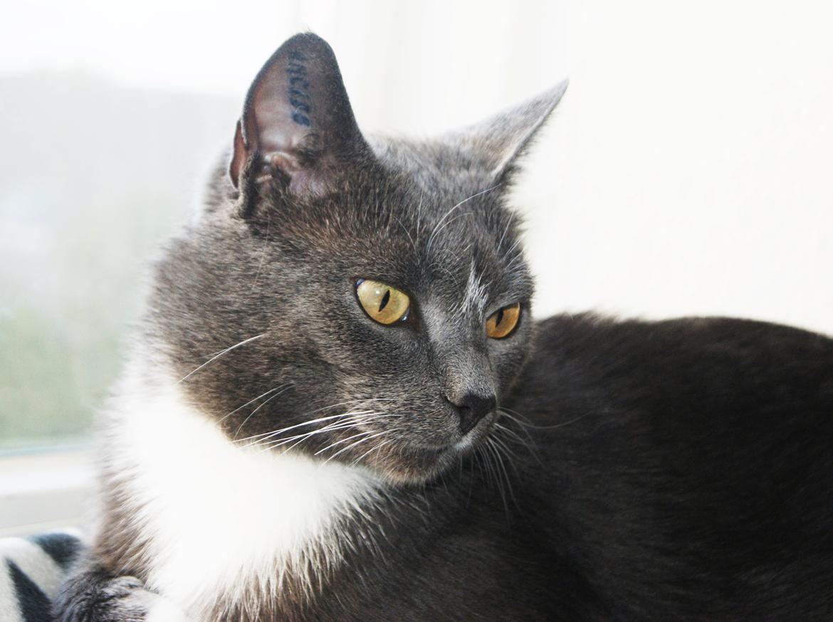 Huskat Amadeus (Deusen) - Velkommen til Deusen's profil~ billede 1