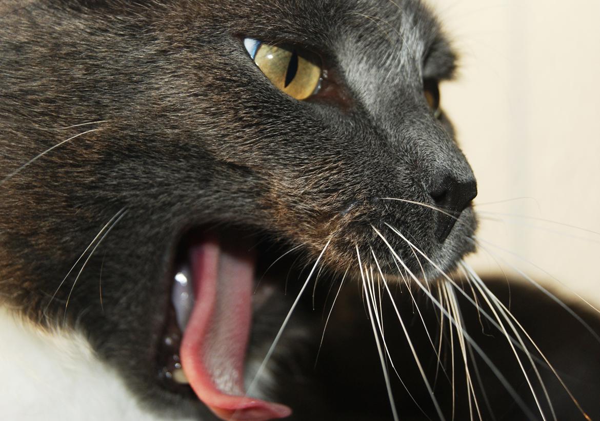 Huskat Amadeus (Deusen) billede 21