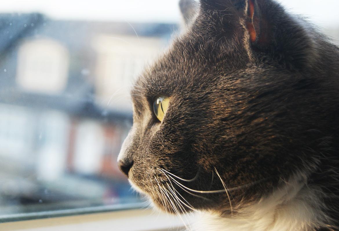 Huskat Amadeus (Deusen) billede 20