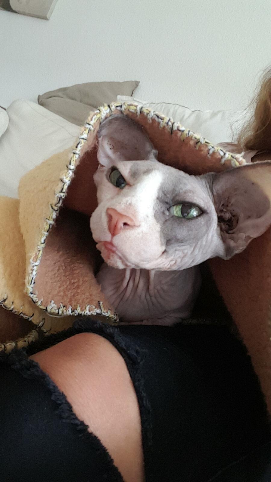 Sphynx Le Grand Tanushi Summermoon billede 8