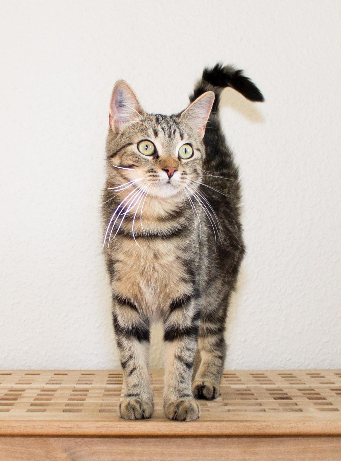 Europé Eife's Rhys Rhysson billede 3