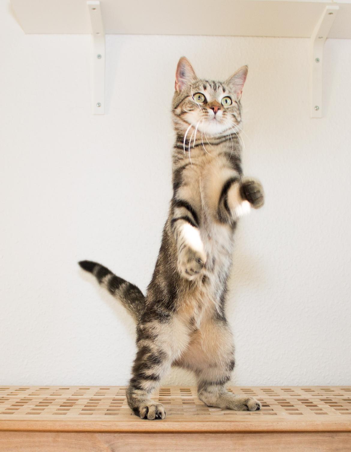 Europé Eife's Rhys Rhysson billede 2