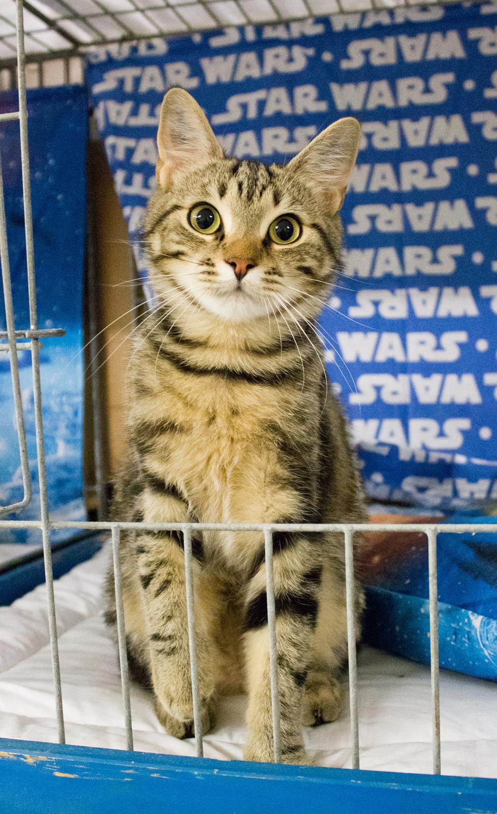 Europé Eife's Rhys Rhysson billede 4