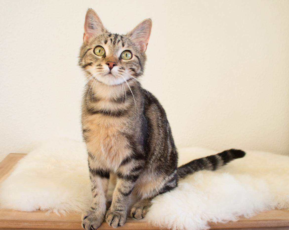 Europé Eife's Rhys Rhysson billede 5