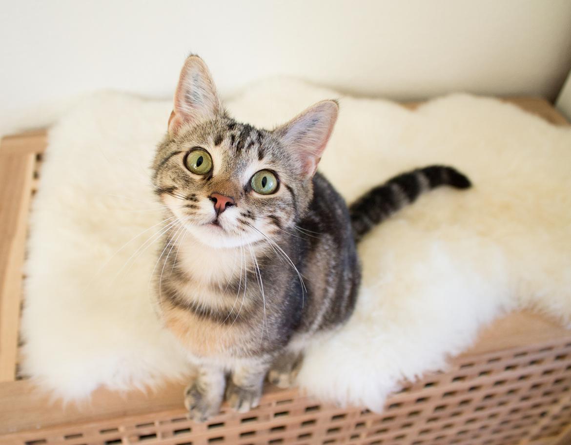 Europé Eife's Rhys Rhysson billede 6