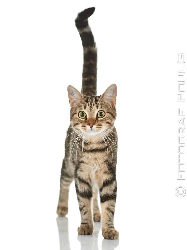 Europé Eife's Rhys Rhysson billede 1