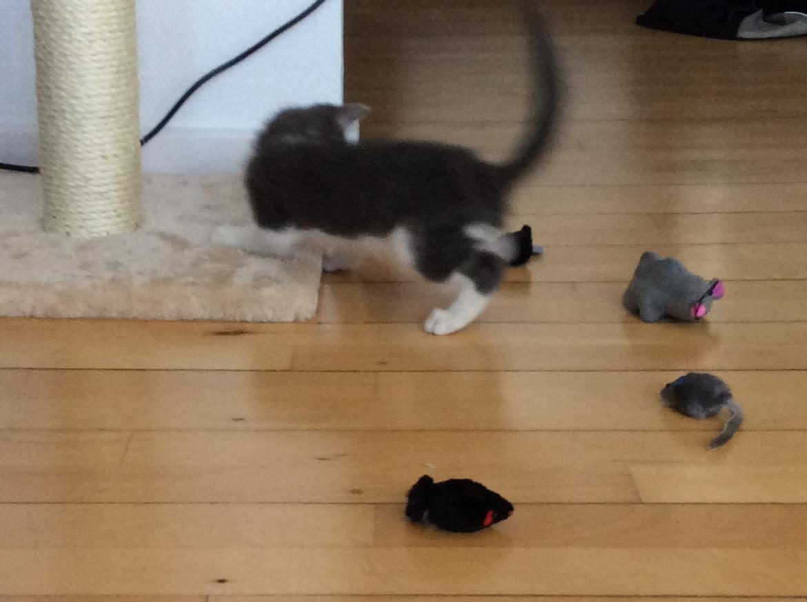 Huskat Eddie billede 6