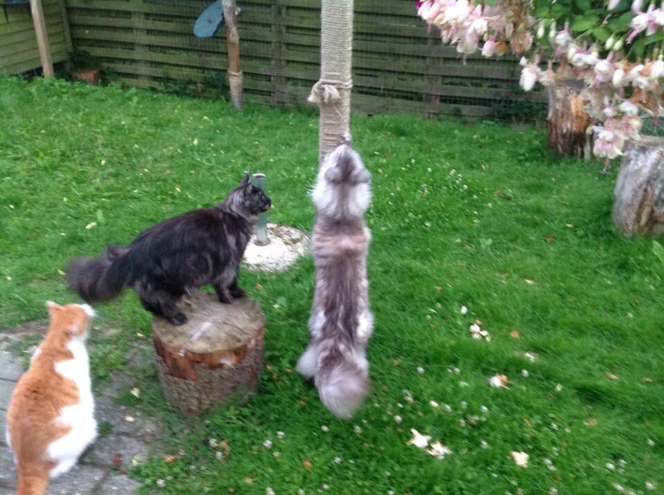 Maine Coon (Thor) Amistia Glowing Silver billede 34