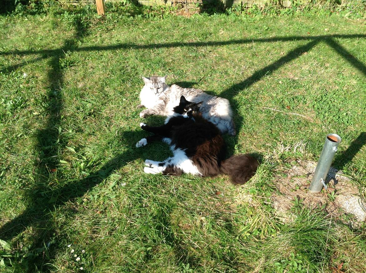 Maine Coon (Thor) Amistia Glowing Silver billede 35