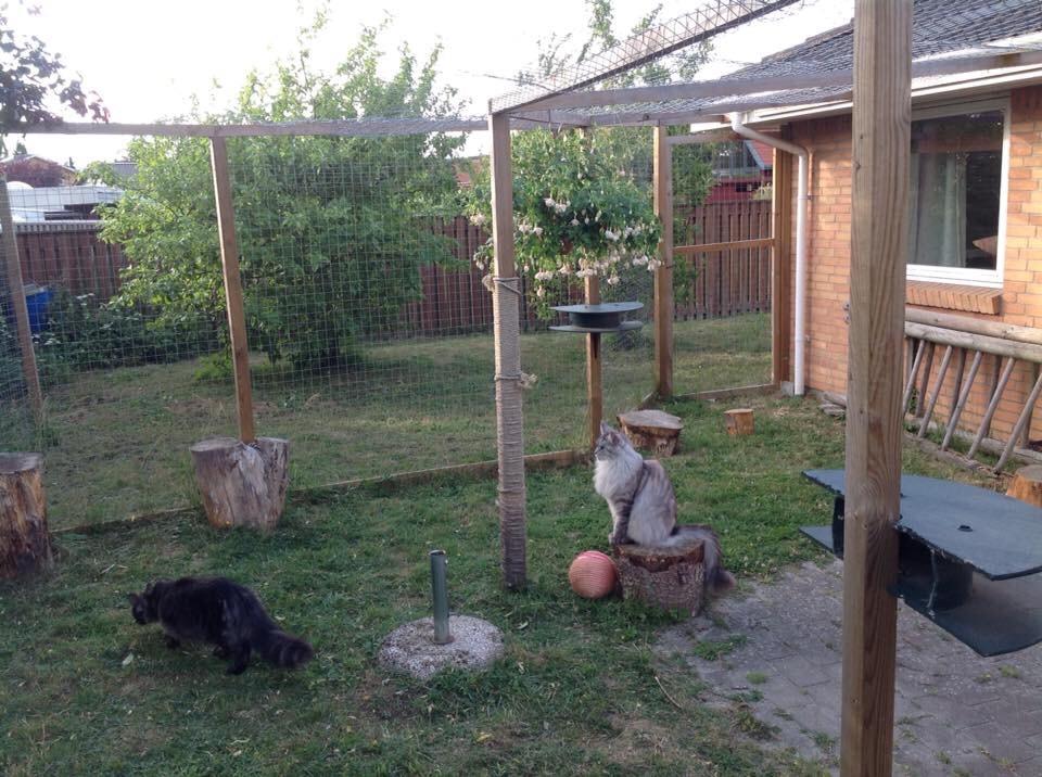 Maine Coon (Thor) Amistia Glowing Silver billede 37