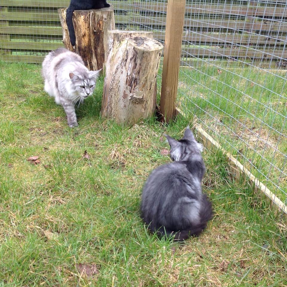 Maine Coon (Thor) Amistia Glowing Silver billede 36