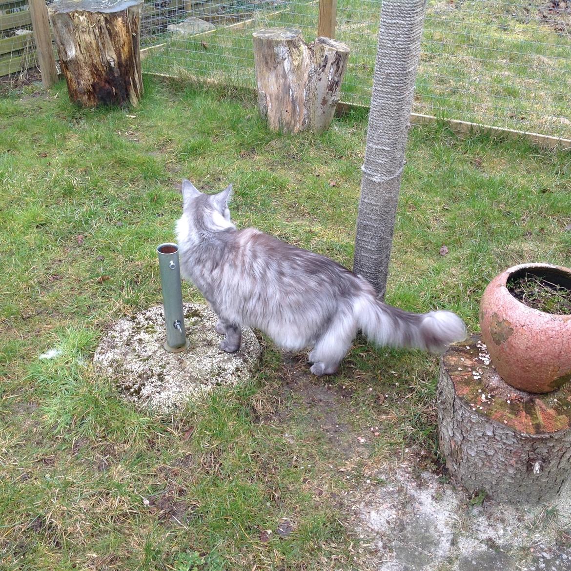 Maine Coon (Thor) Amistia Glowing Silver billede 38