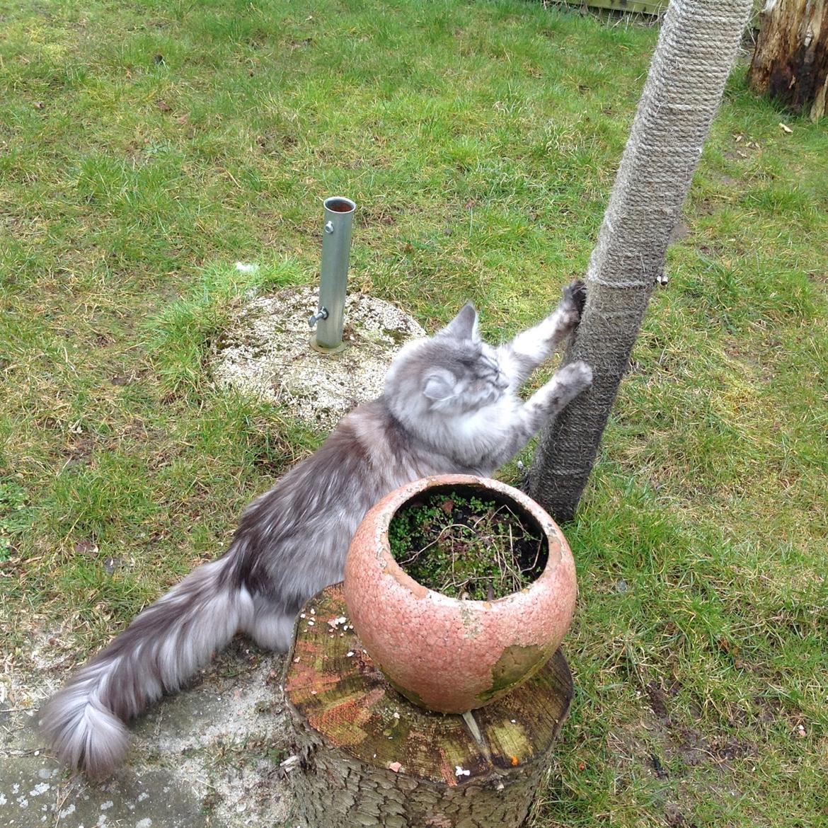 Maine Coon (Thor) Amistia Glowing Silver billede 39