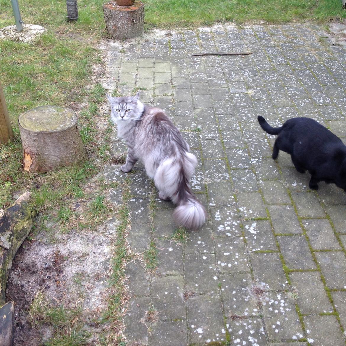 Maine Coon (Thor) Amistia Glowing Silver billede 40