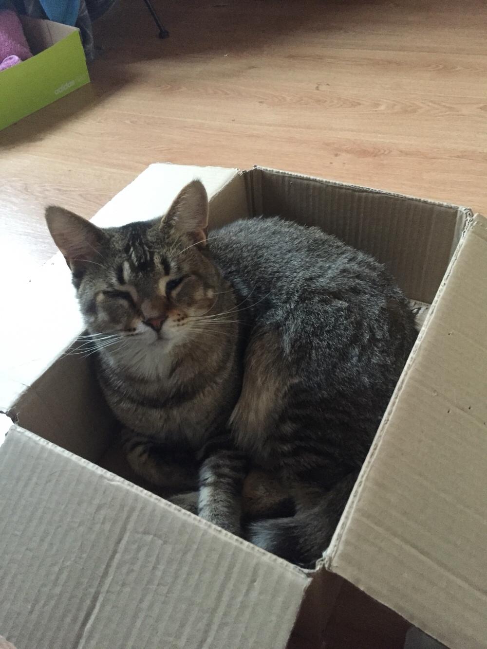 Huskat Alien billede 49