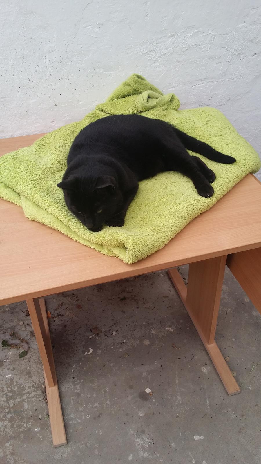 Huskat black jack ( hr jacks) billede 20