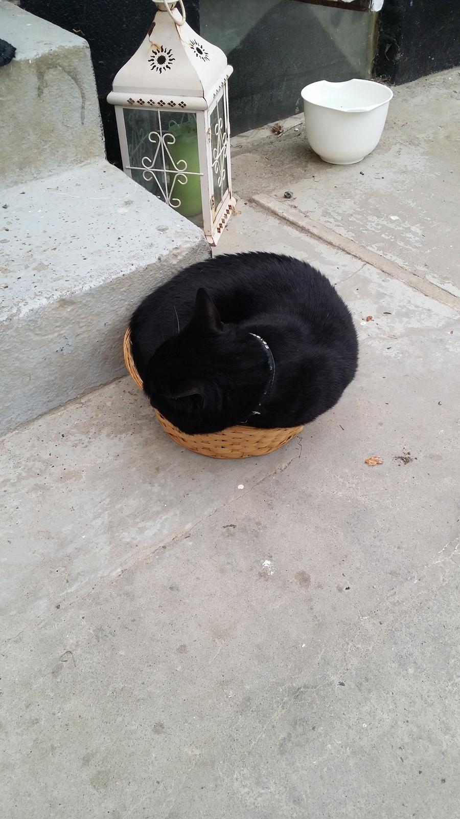 Huskat black jack ( hr jacks) billede 21