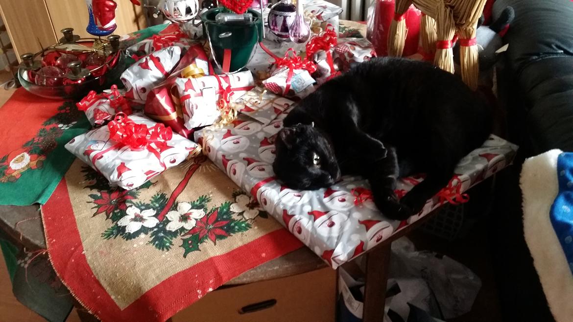 Huskat black jack ( hr jacks) billede 22