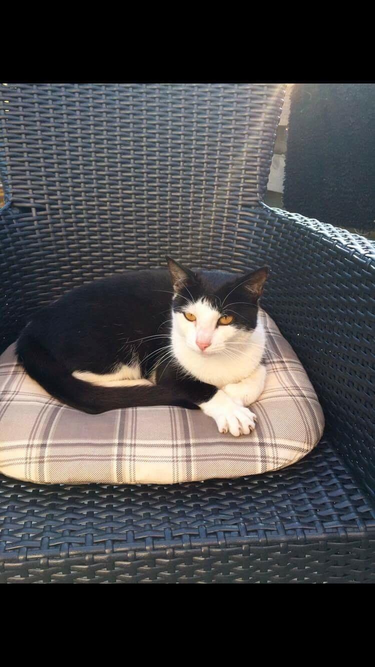 Huskat Kia  - :) billede 11