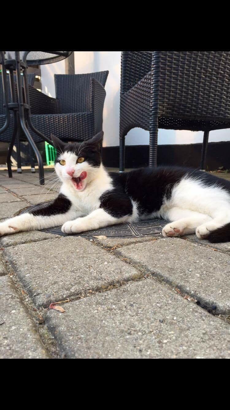 Huskat Kia  - :D billede 12