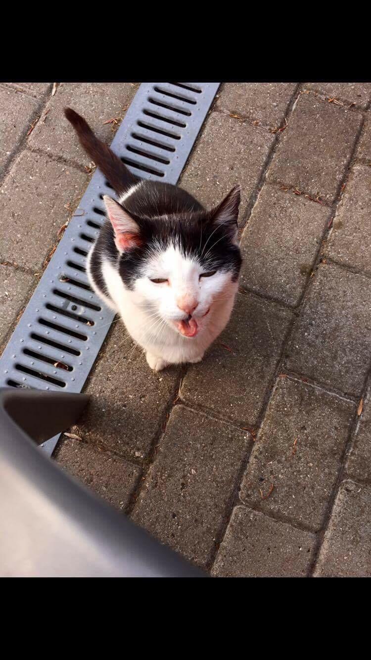 Huskat Lillemis (Himmelkat) - ... :) billede 5