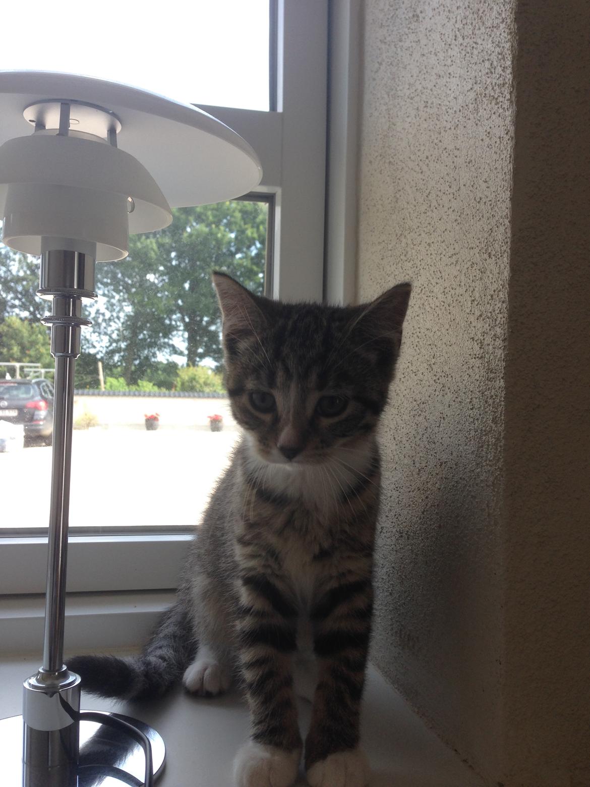 Huskat Soffi billede 3