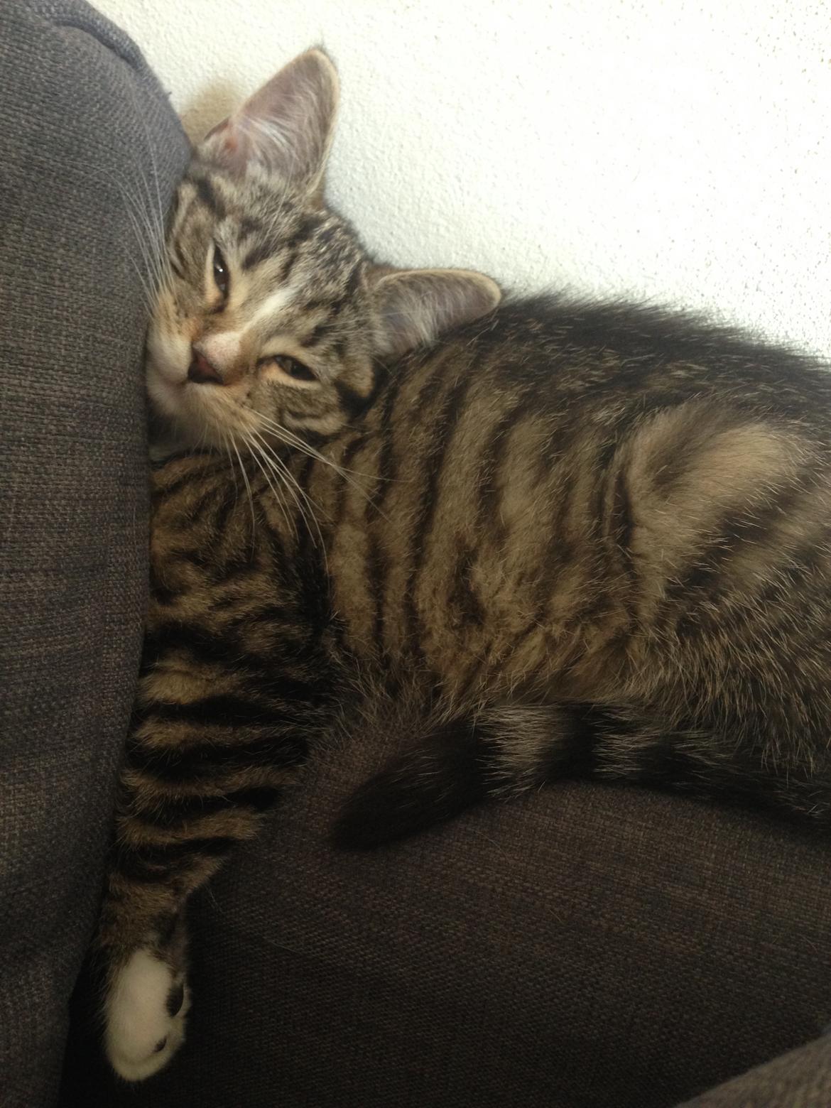 Huskat Soffi billede 10