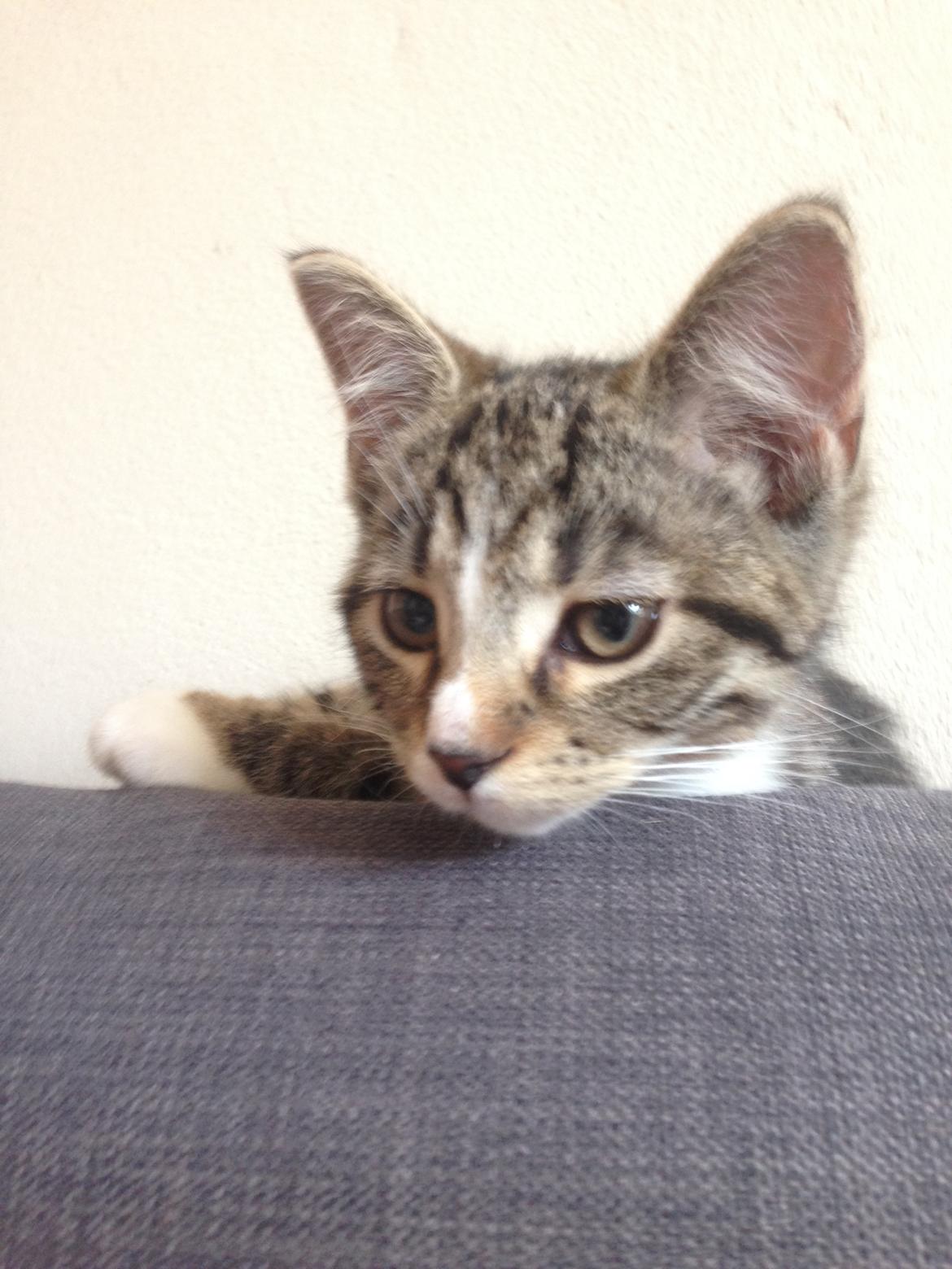 Huskat Soffi billede 5