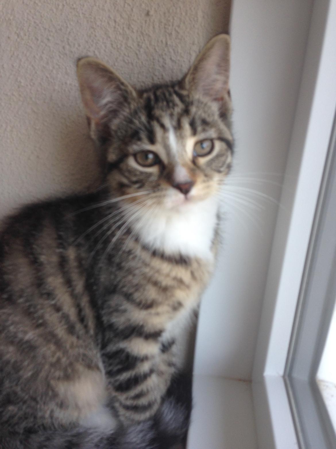 Huskat Soffi billede 6