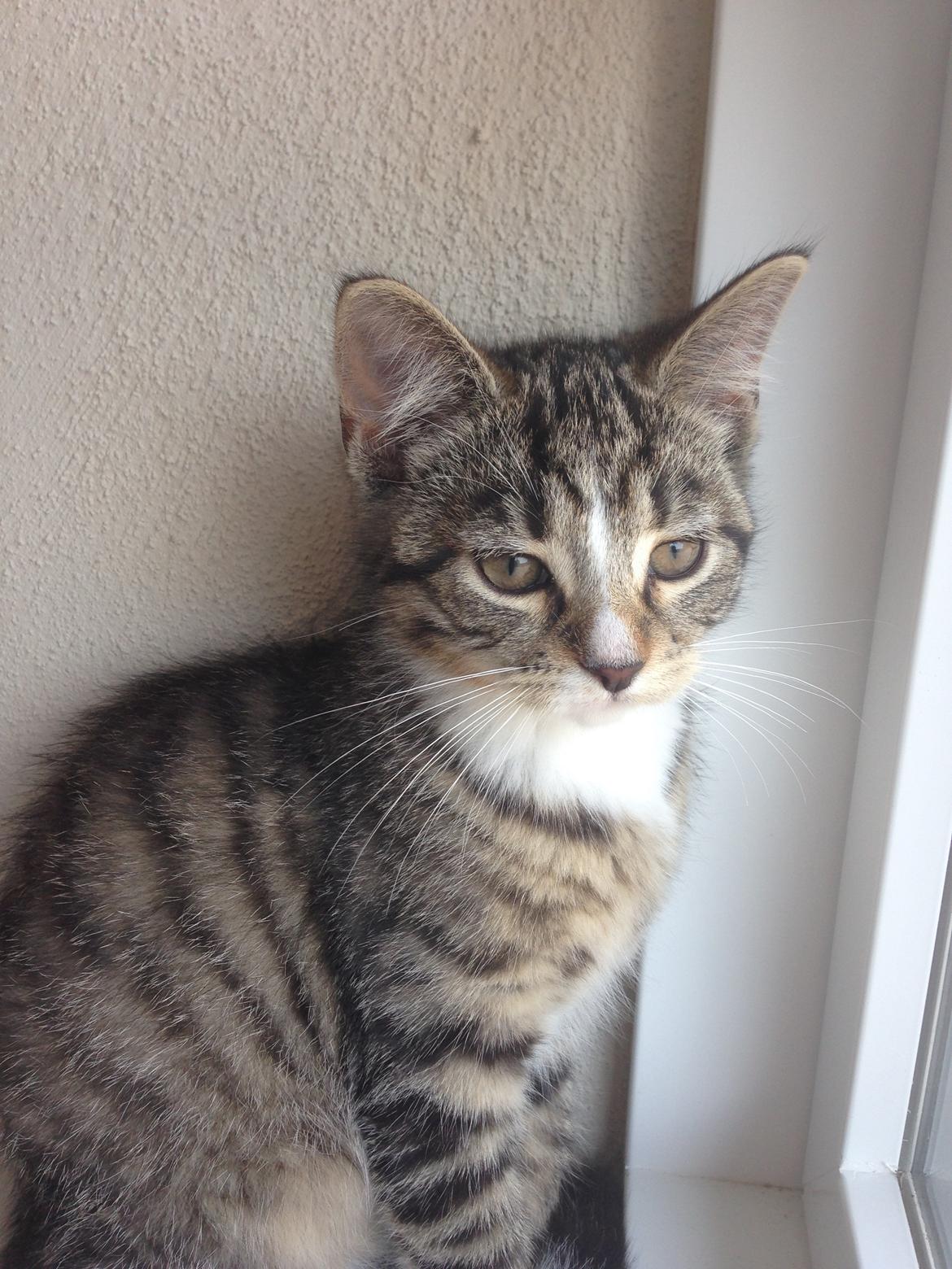 Huskat Soffi billede 8