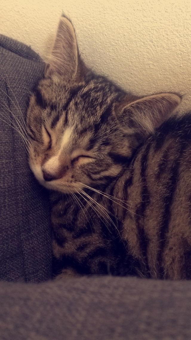 Huskat Soffi billede 4