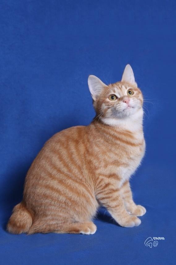 Kurilean Bobtail IP. GIC. DK KorZhik´s Miss Marple billede 6