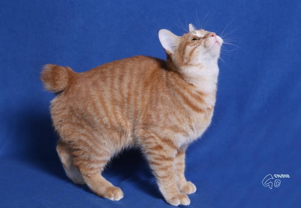Kurilean Bobtail IP. GIC. DK KorZhik´s Miss Marple billede 7