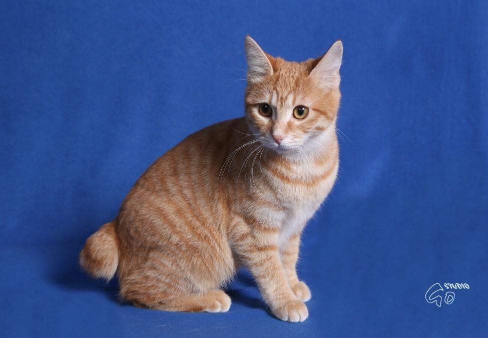 Kurilean Bobtail IP. GIC. DK KorZhik´s Miss Marple billede 8