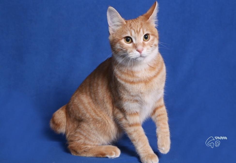 Kurilean Bobtail IP. GIC. DK KorZhik´s Miss Marple billede 5