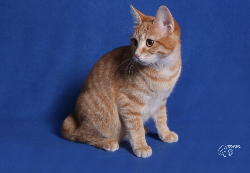 Kurilean Bobtail IP. GIC. DK KorZhik´s Miss Marple billede 9