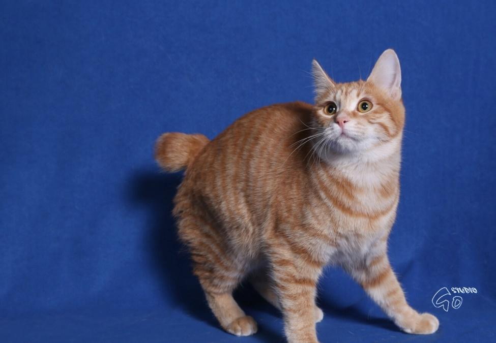Kurilean Bobtail IP. GIC. DK KorZhik´s Miss Marple billede 10