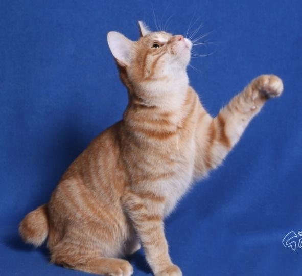 Kurilean Bobtail IP. GIC. DK KorZhik´s Miss Marple billede 4