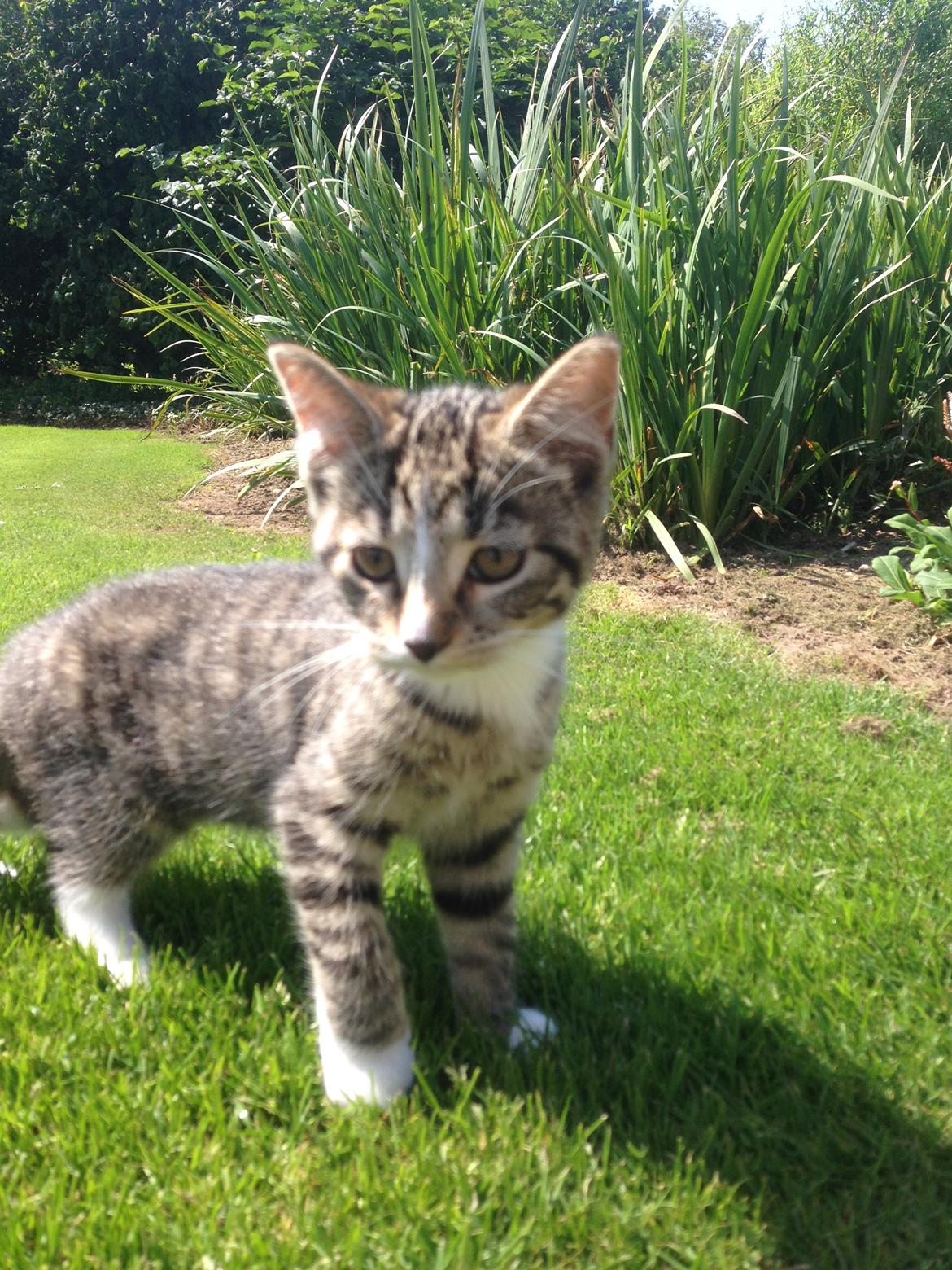 Huskat Soffi billede 7