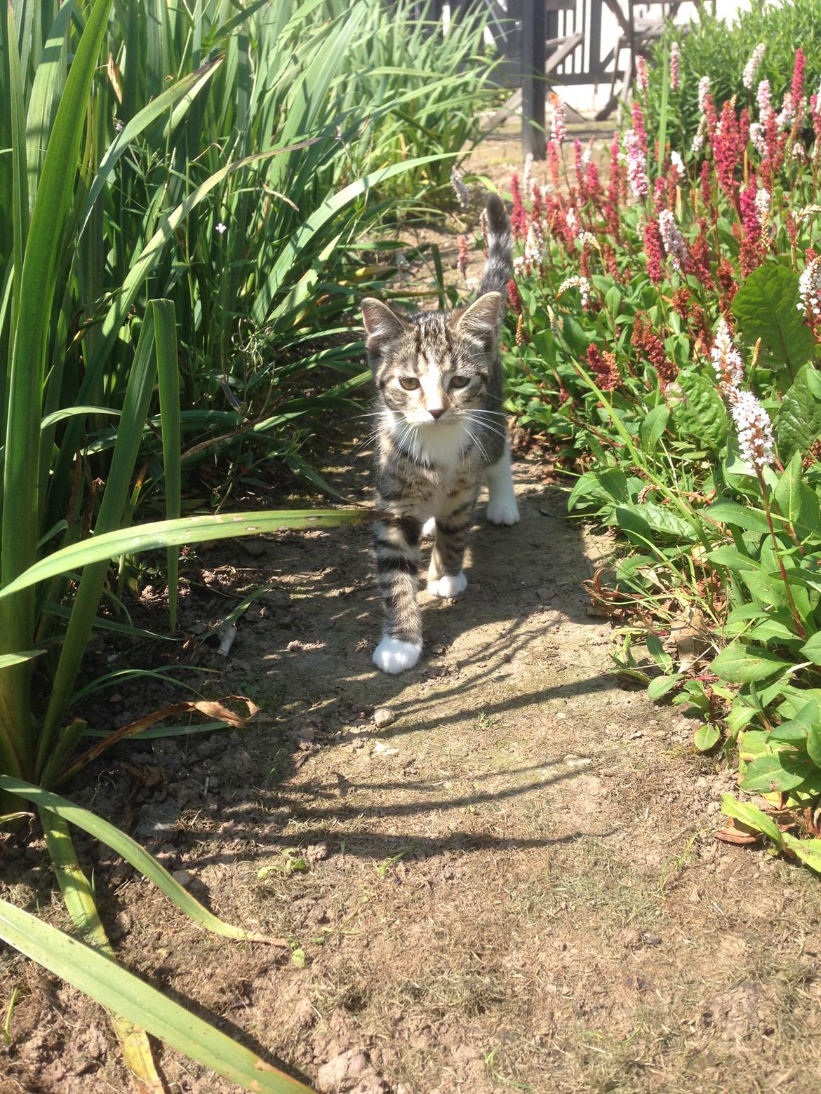 Huskat Soffi billede 11