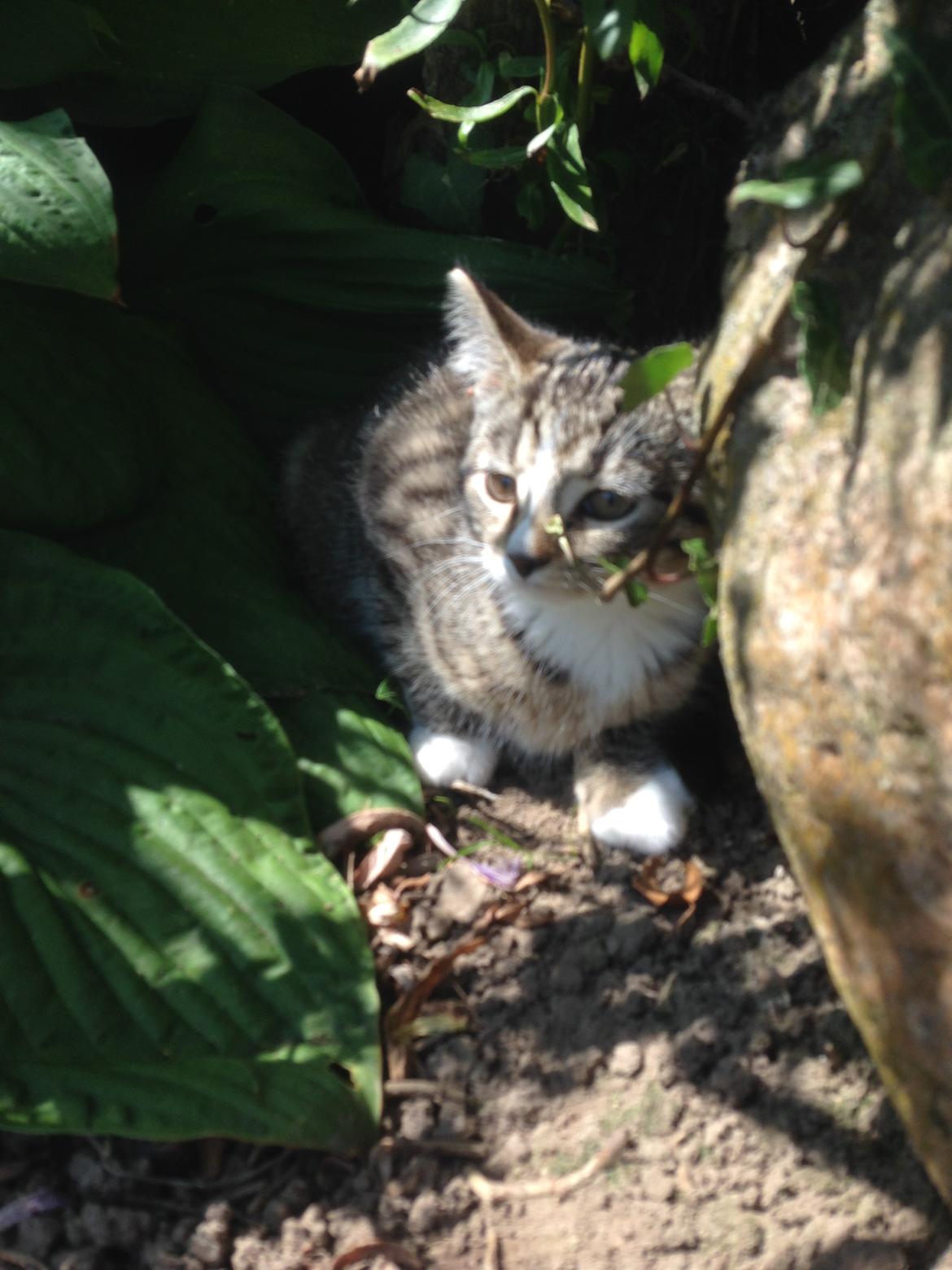 Huskat Soffi billede 9