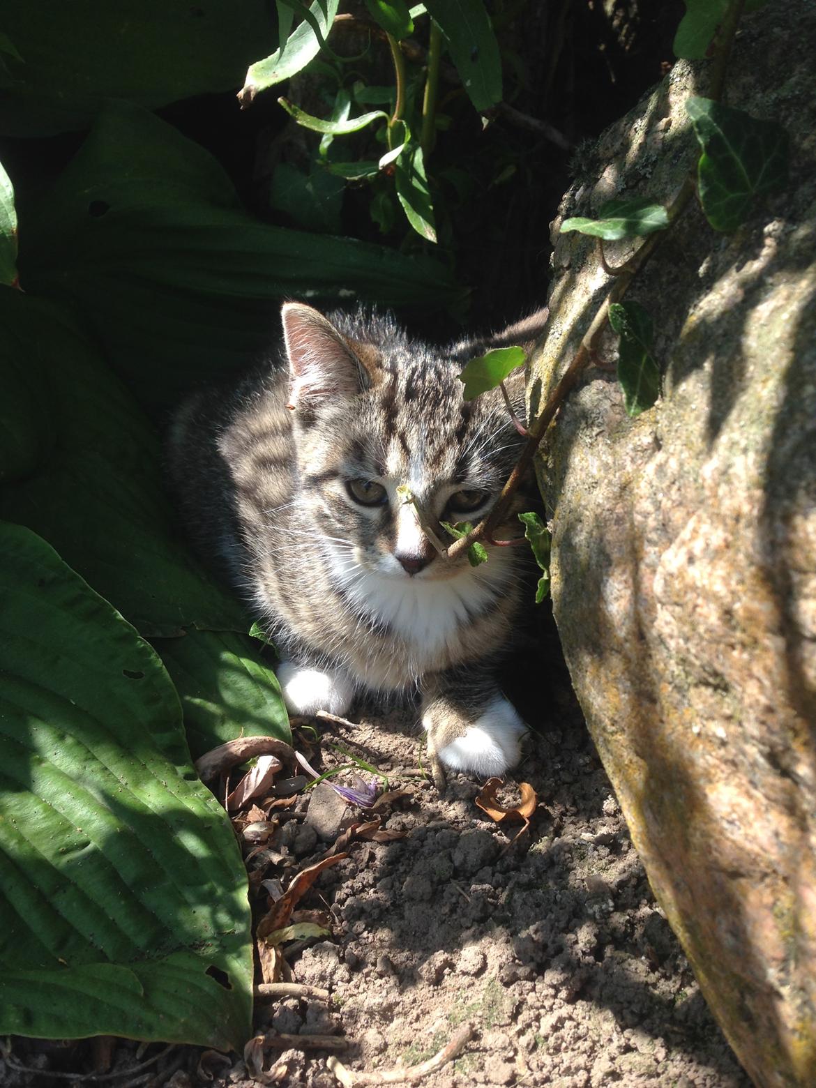 Huskat Soffi billede 2