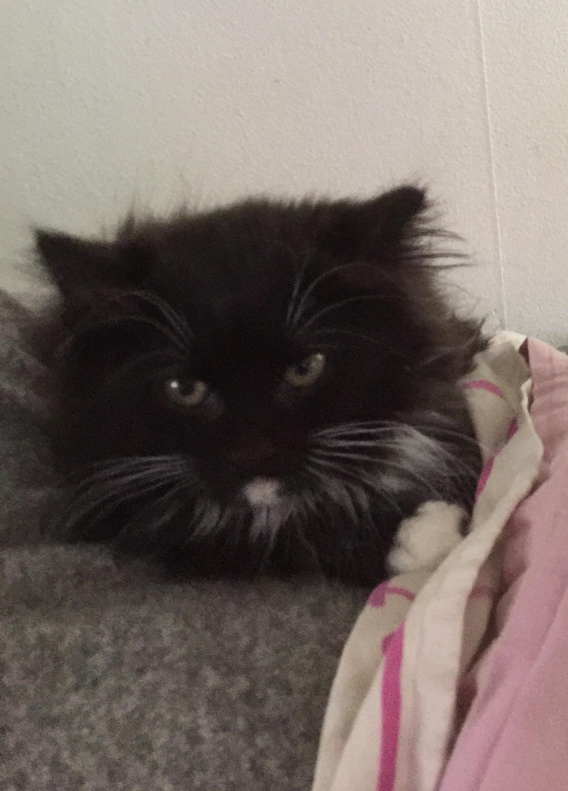 Blanding af racer Ozzy billede 2