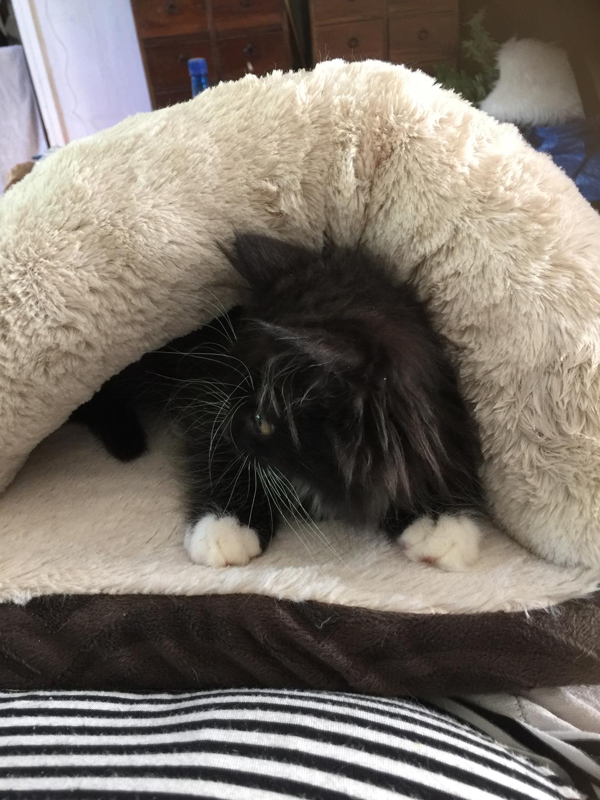 Blanding af racer Ozzy billede 4