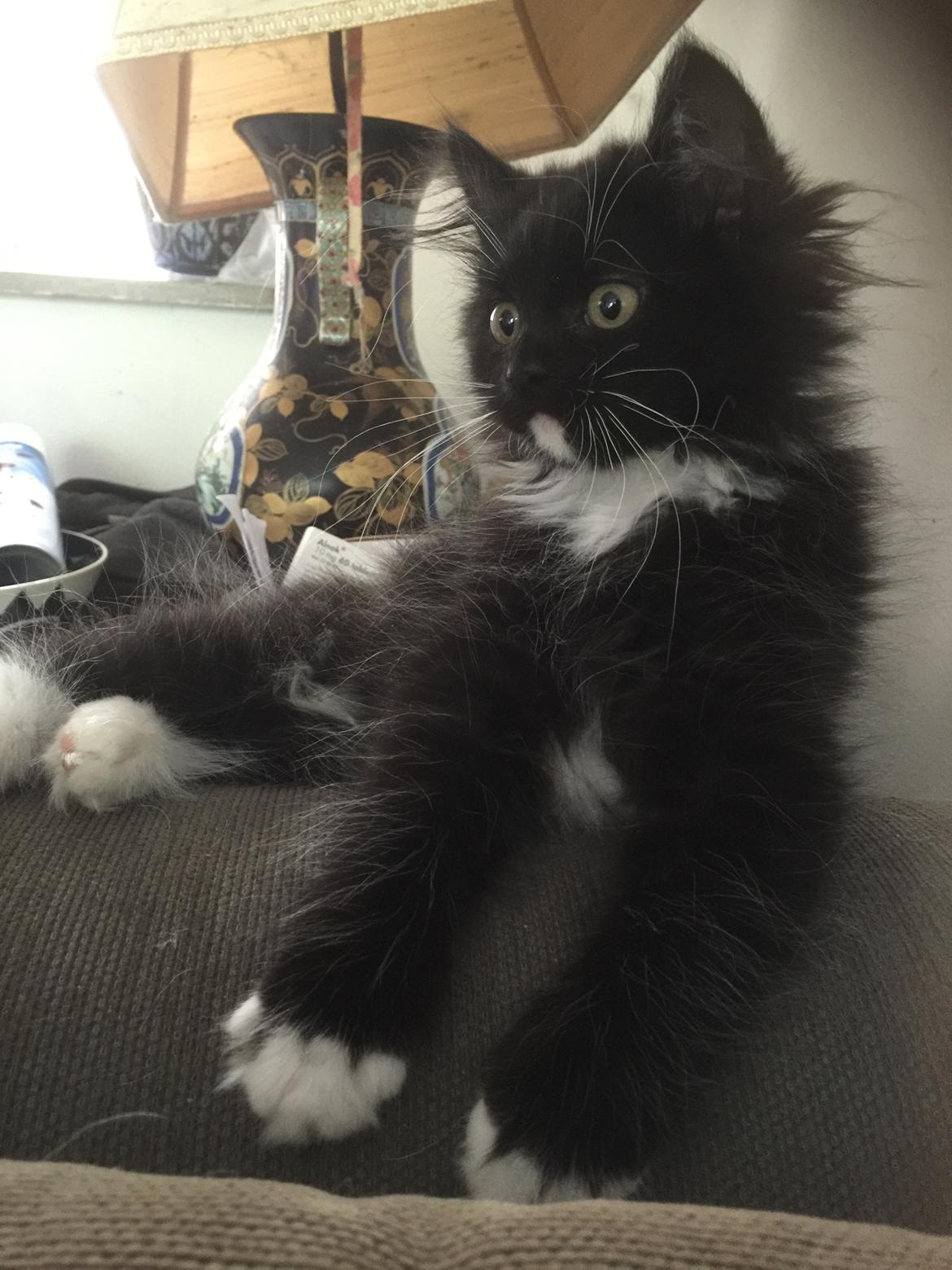 Blanding af racer Ozzy billede 5