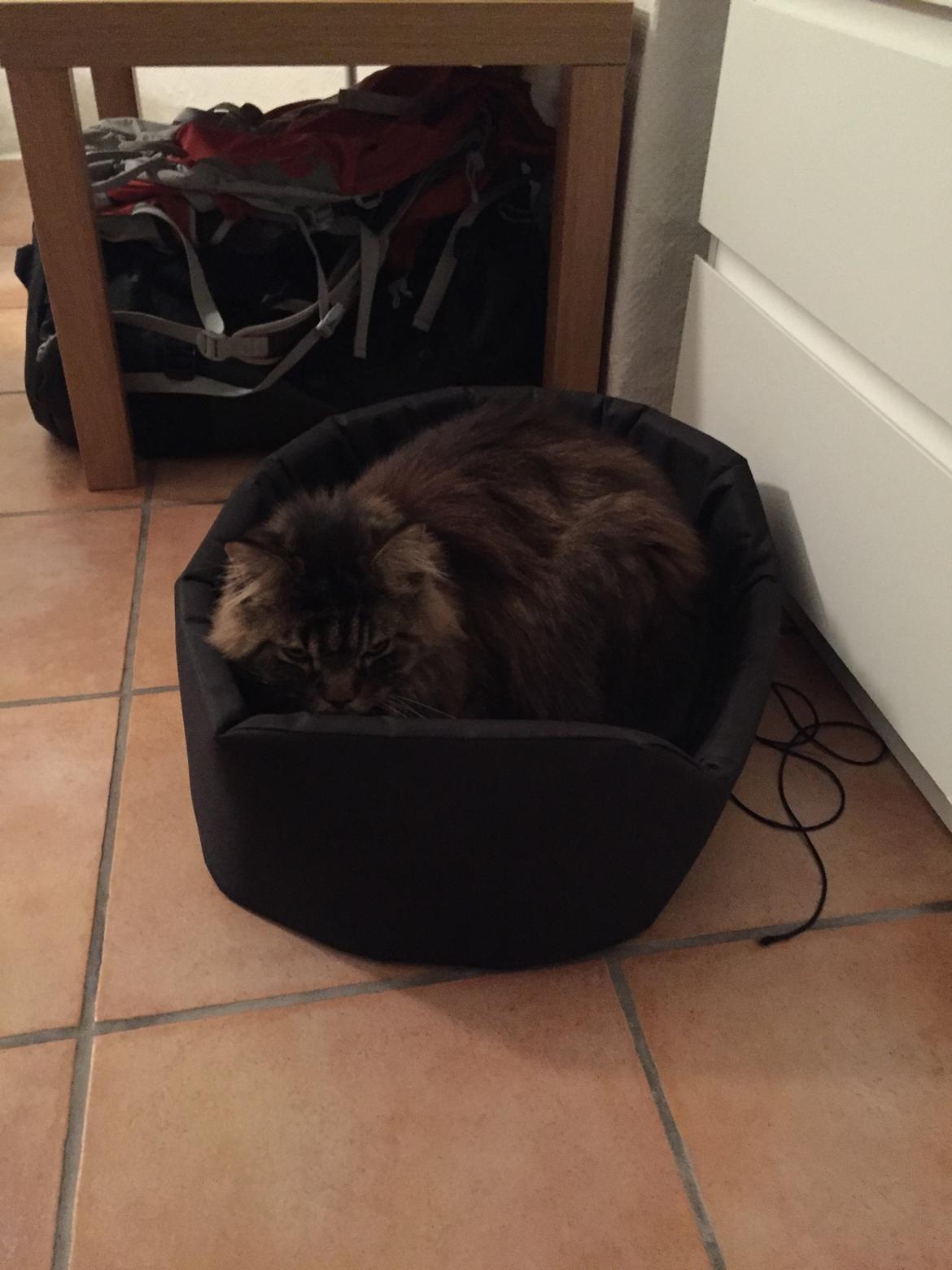 Blanding af racer Oliver billede 4