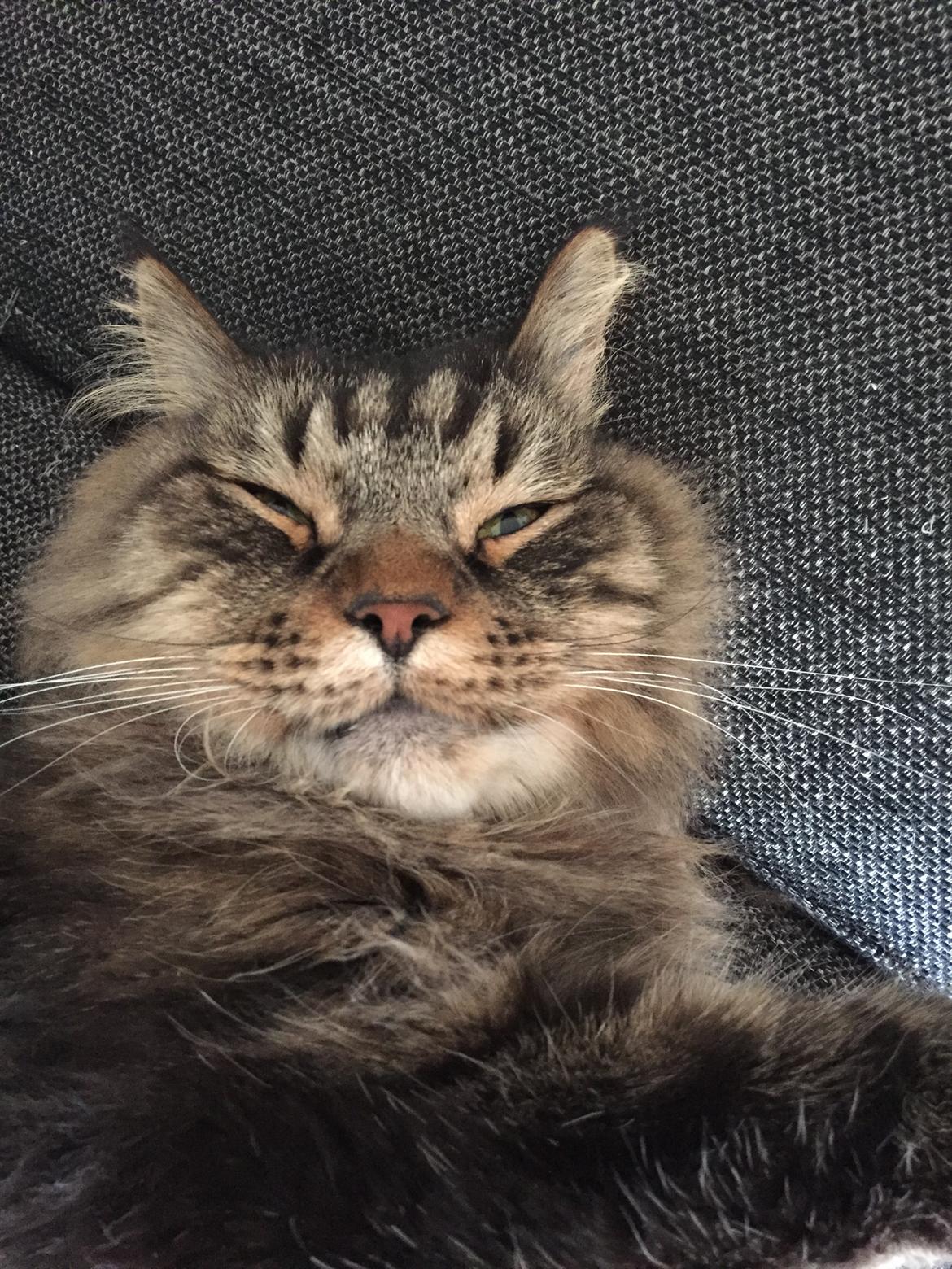 Blanding af racer Oliver billede 6