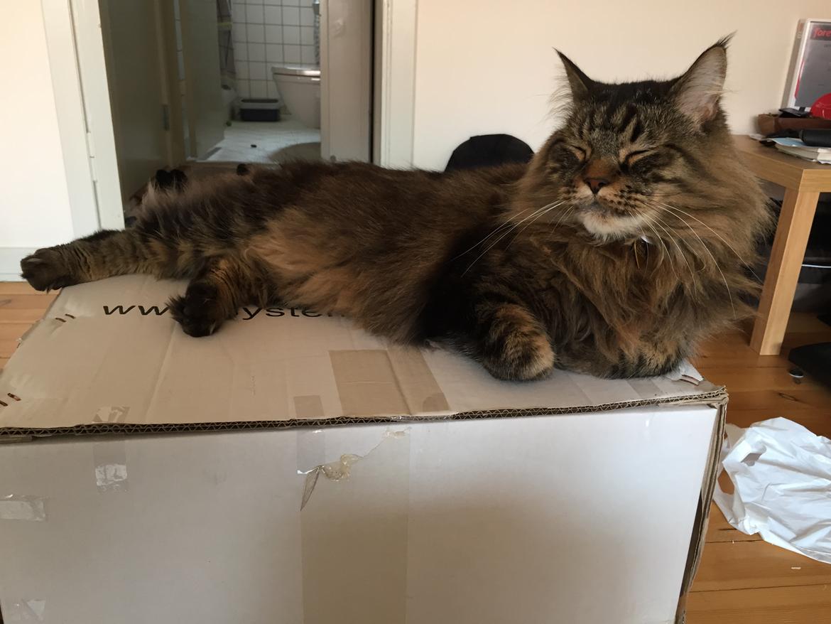 Blanding af racer Oliver billede 9