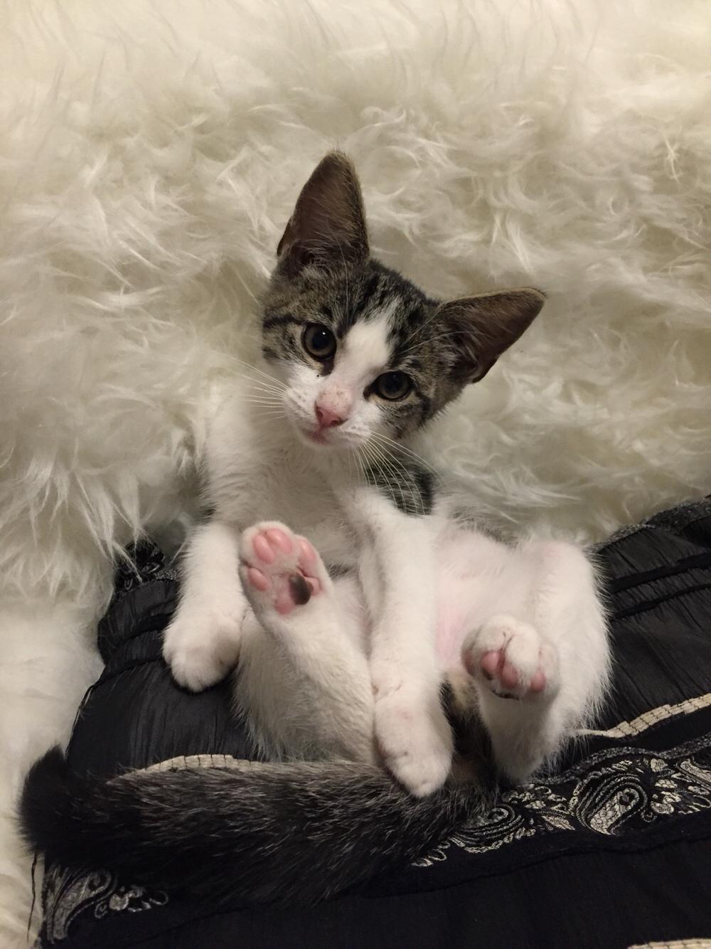 Blanding af racer Simba billede 3