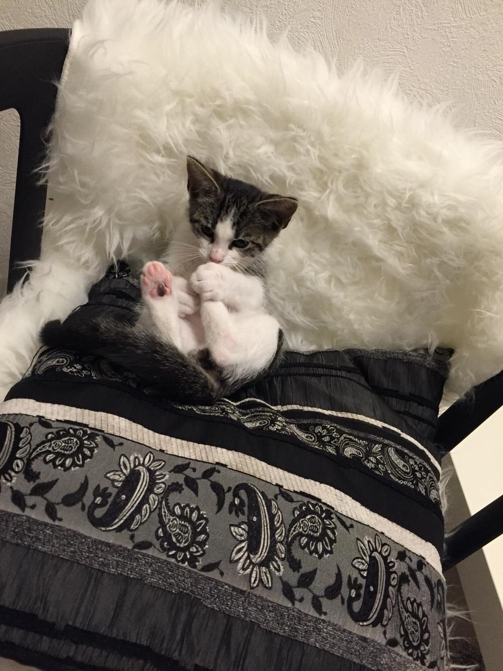 Blanding af racer Simba billede 4